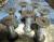 BOBBINS, 6" Traverse x 3.5" Base x 3.5" T. 5/8" Bore. BOBBINS, 6" Traverse x 3.5" Base x 3.5" T. 5/8" Bore.